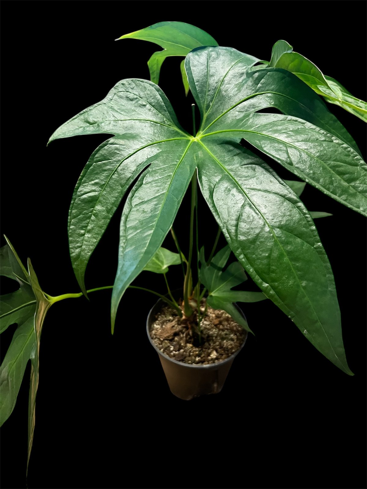 アンスリウム subsignatum 長葉個体 アンスリウム subsignatum 長葉個体