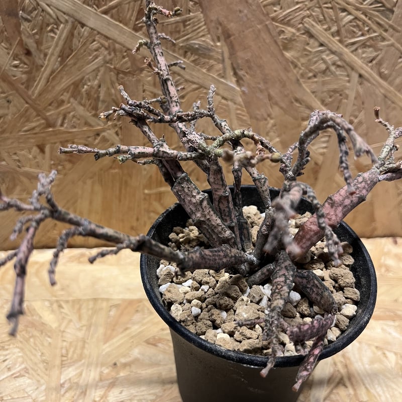 ユーフォルビア プラティクラダ 塊根植物 多肉植物 コーデックス