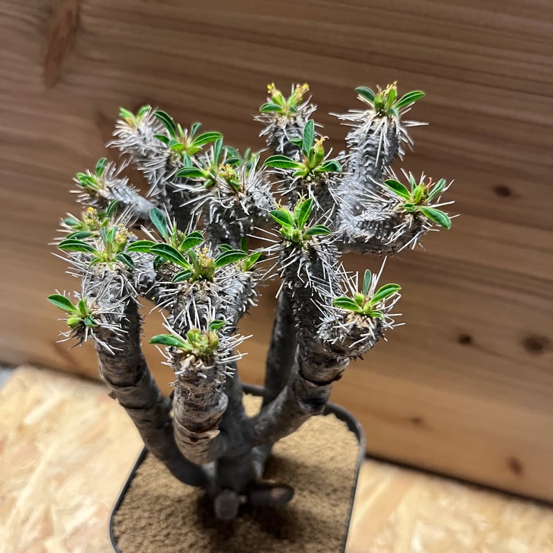 ユーフォルビア ギラウミニアナ 現地株 発根済み | GREEN LUCK