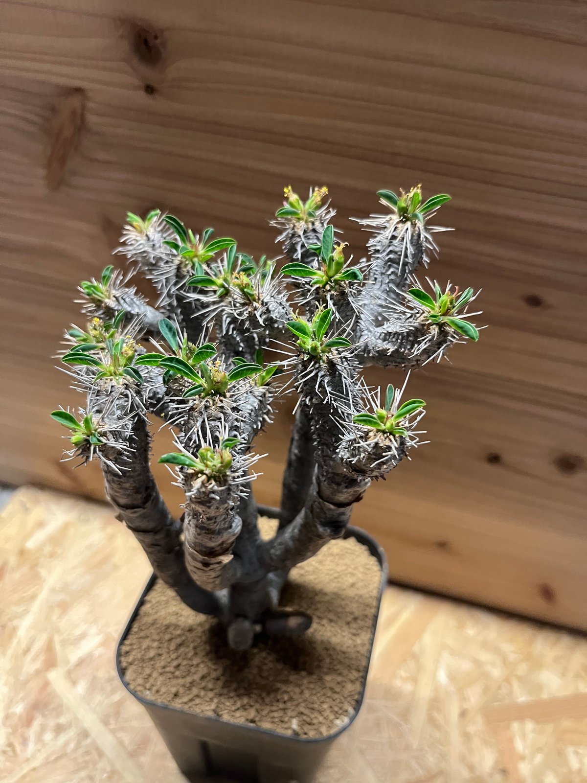 【8/17採取種子３ヶ付】ユーフォルビア　ギラウミニアナ　現地株 8/17採取種子3ヶ付】ユーフォルビア ギラウミニアナ 現地株 8