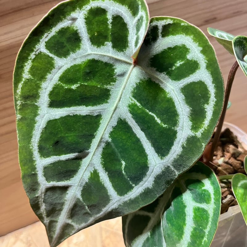 【草】希少アンスリウム　ドラヤキシルバー×エンジェルズドリーム アンスリウム ドラヤキシルバー×エンジェルズドリーム×レッド