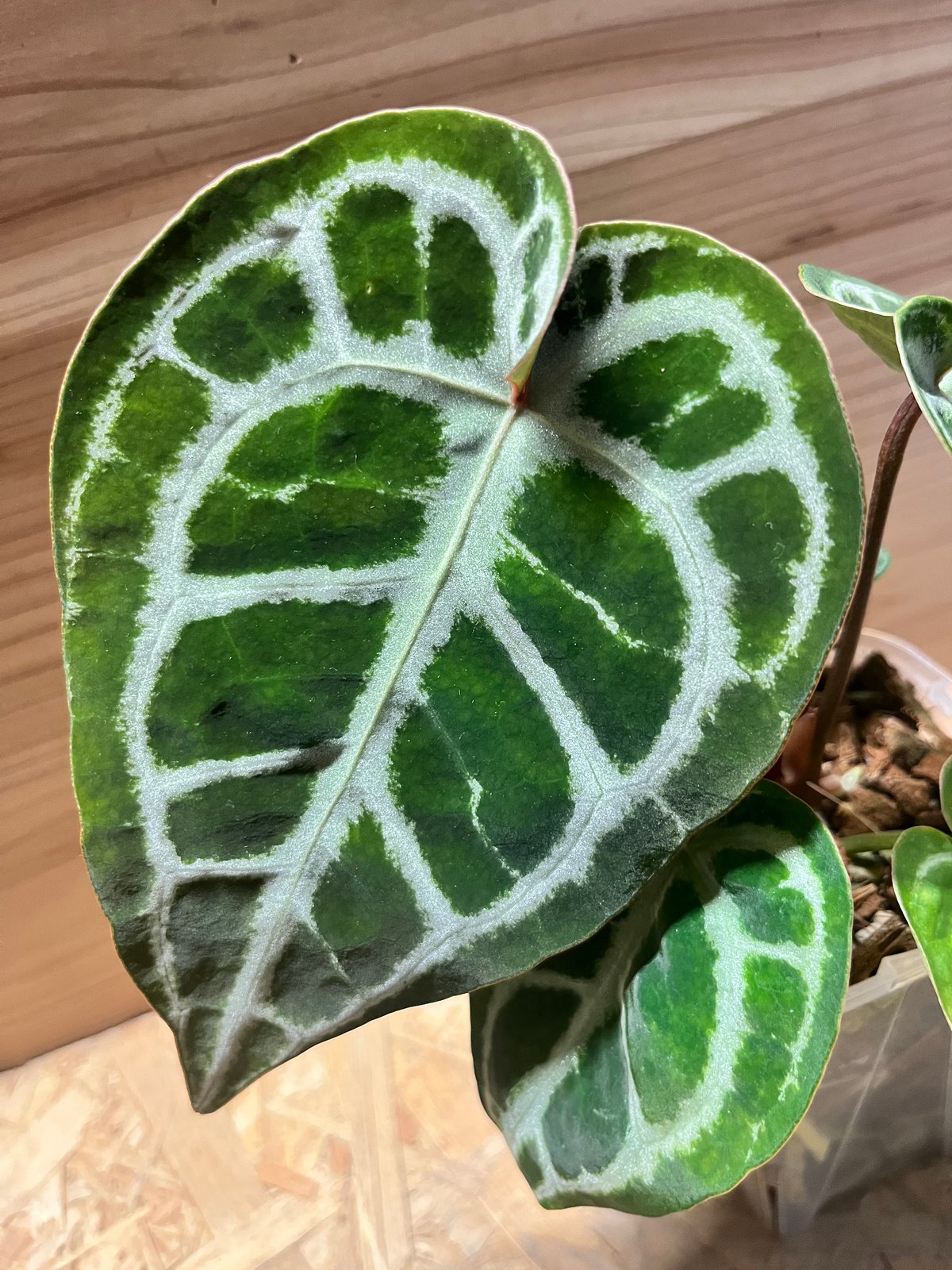 アンスリウム ドラヤキシルバー×エンジェルズドリーム×レッド