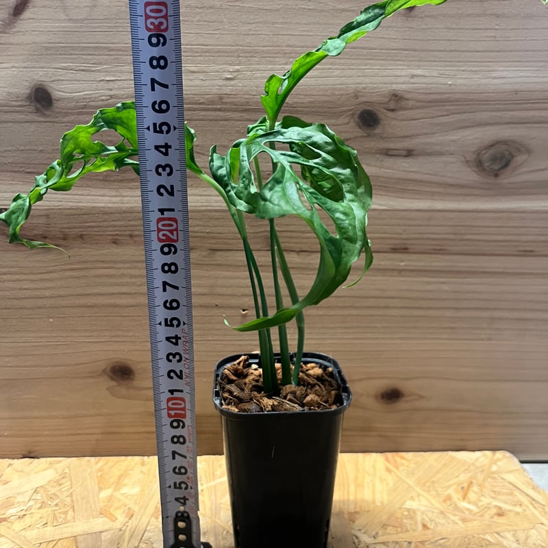 モンステラ　オブリクア　sp.ペルー モンステラ オブリクア ペルー | GREEN LUCK