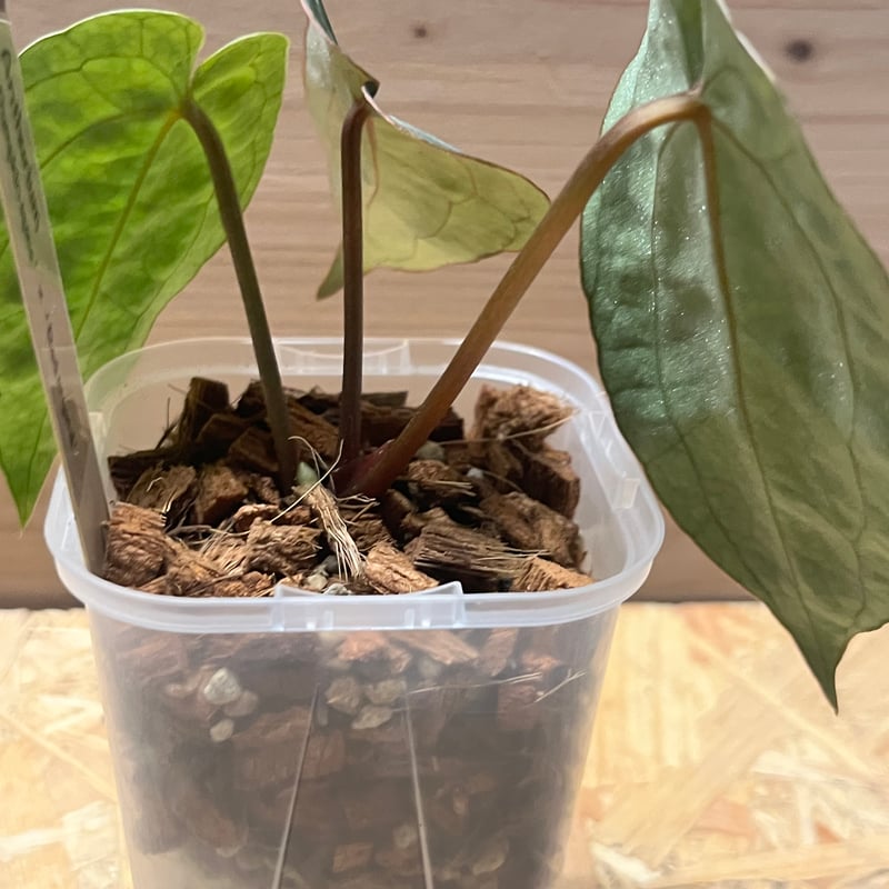 【HS】アンスリウム　パンプキンスパイス 🎃Anthurium 'Pumpkin Spice' 🎃 かぼちゃ色の新葉が硬化して