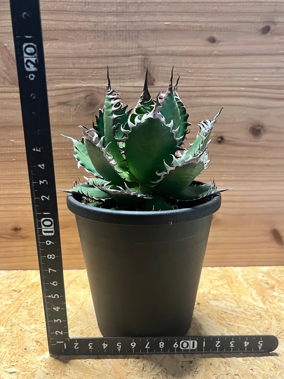 アガベ ホリダ | GREEN LUCK