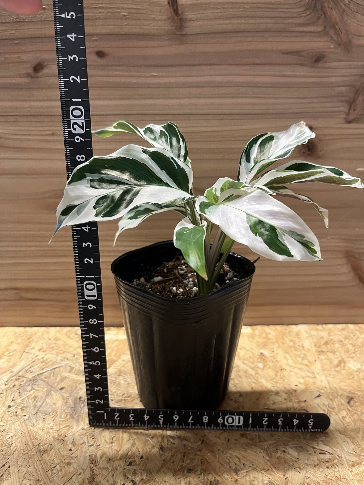 カラテア ホワイトフュージョン | GREEN LUCK