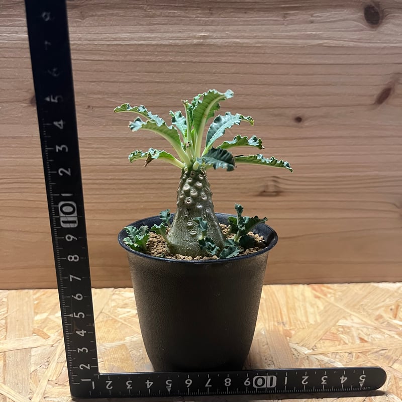 ドルステニア ラブラニー | GREEN LUCK