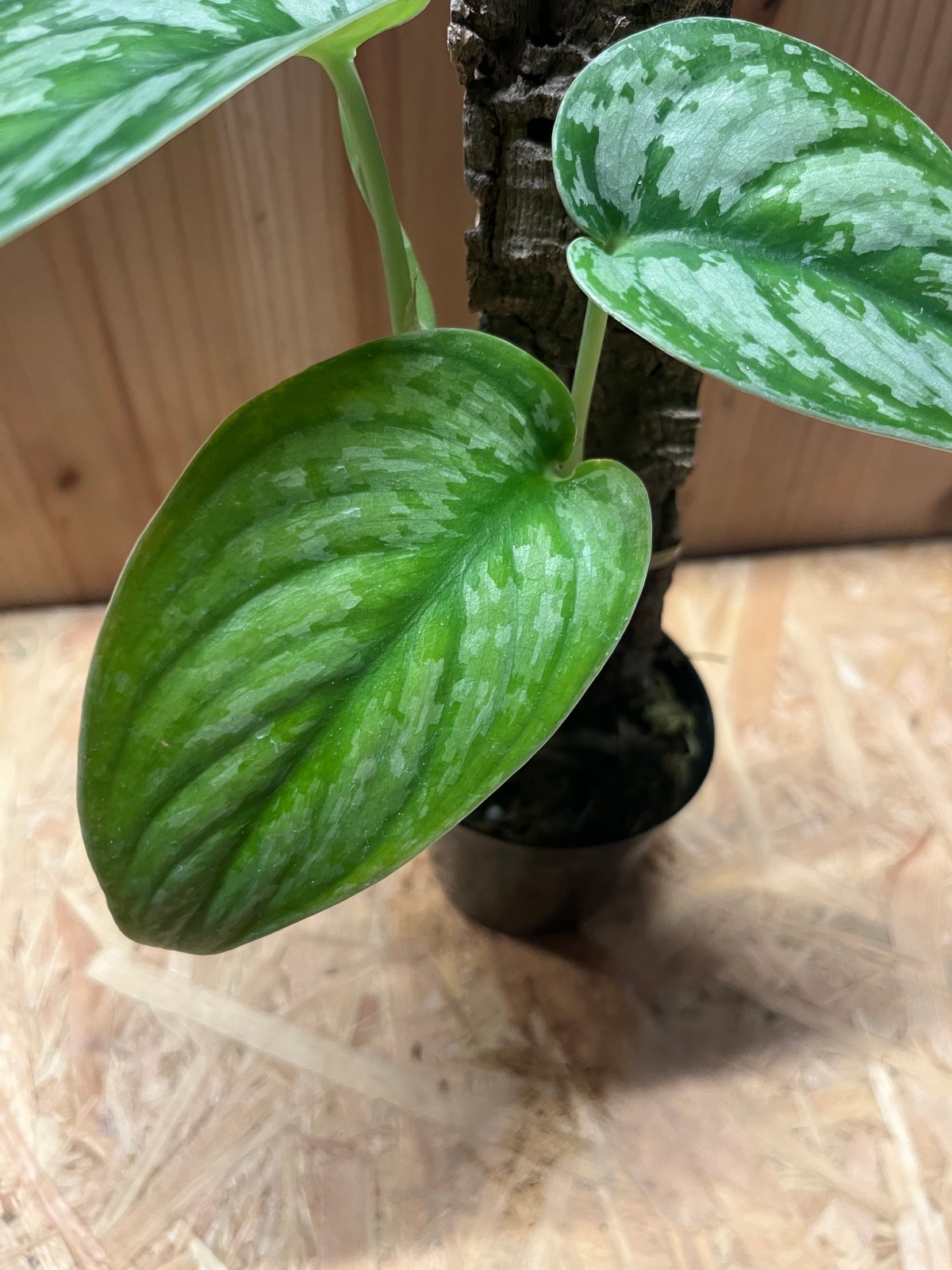 スキンダプサス グリーンダイヤモンド ③ スキンダプサス グリーン ダイヤモンド / Scindapsus Green diamond (1