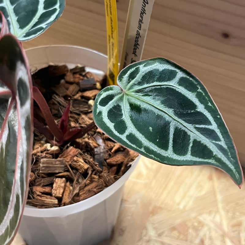 アンスリウム スカーレット | GREEN LUCK