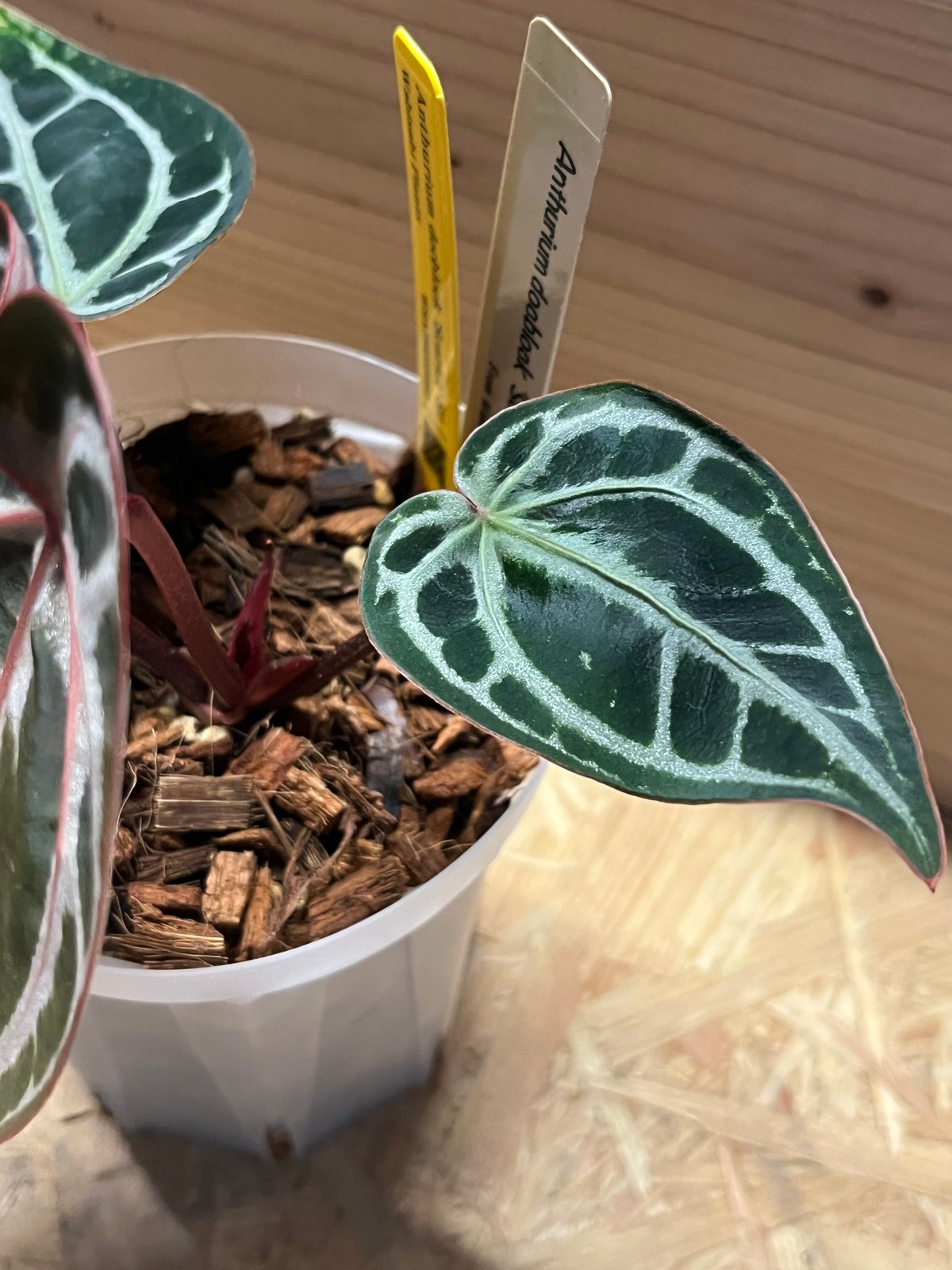 アンスリウム スカーレット | GREEN LUCK