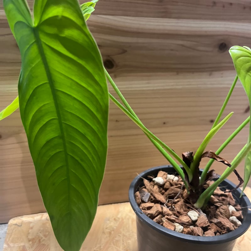 フィロデンドロン テヌー | GREEN LUCK