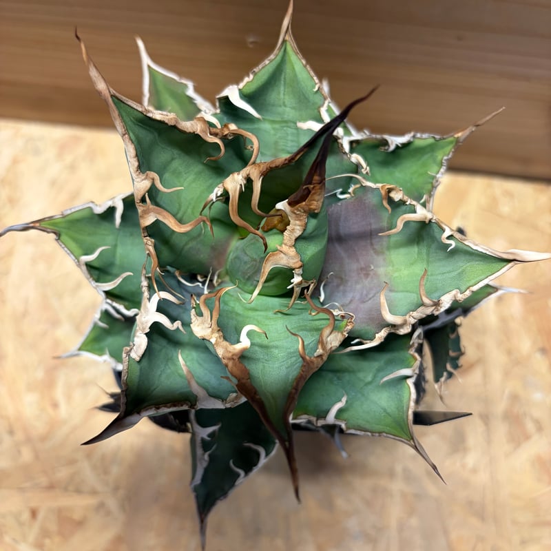 Arizona Ambition アリゾナアンビション チタノタtitanota Arizona Ambition アリゾナアンビション チタノタtitanota