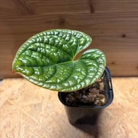 アンスリウム カリブレイリー（クラビゲナム） | GREEN LUCK