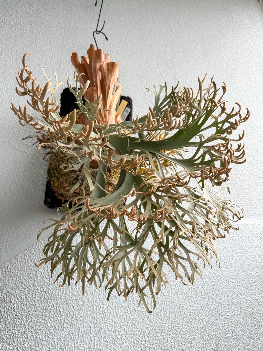 ビカクシダ ウィリンキー 'カグヤ' スポア | GREEN LUCK