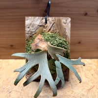 ビカクシダ　ウィリンキー　'ジェニー'