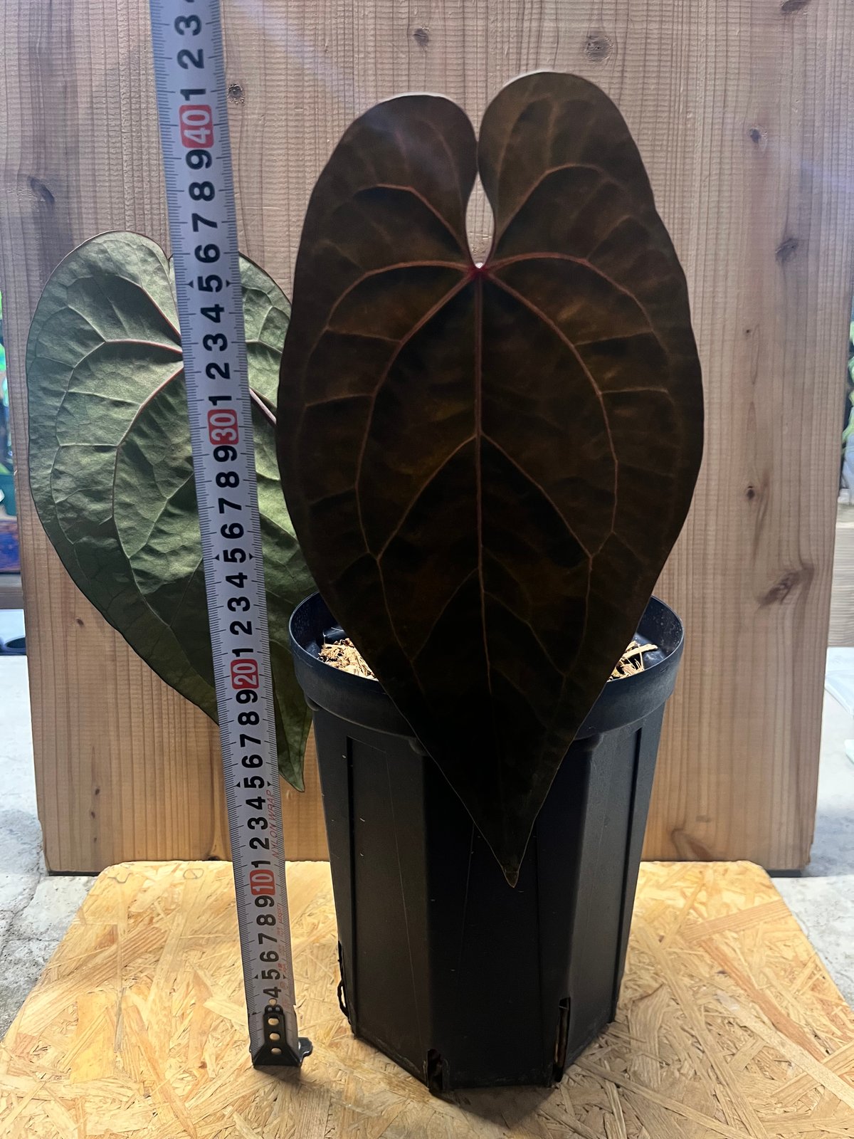 アンスリウム エースオブスペード ダークフォーム 【Tezula】 | GREEN LUCK