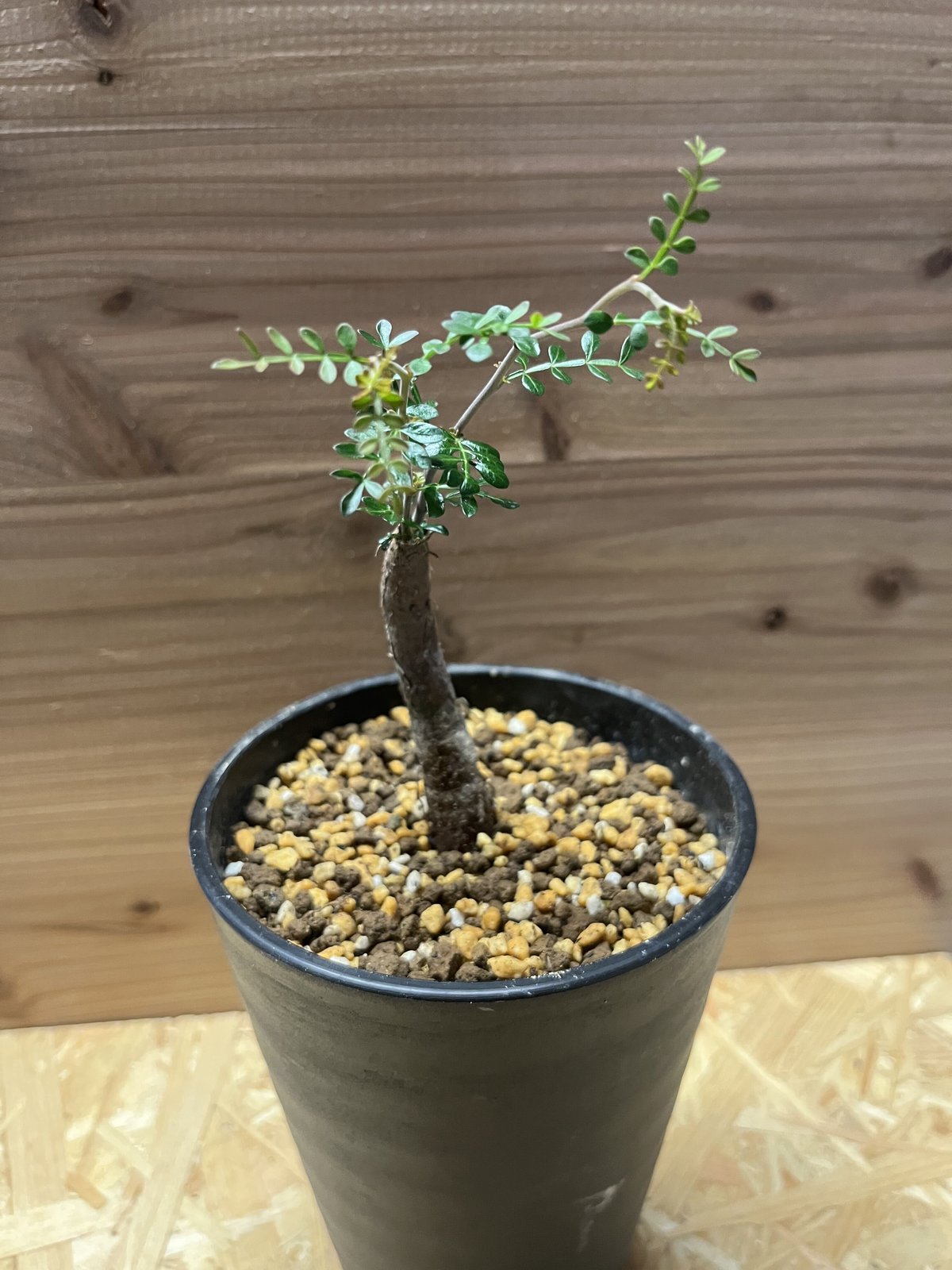 オペルクリカリア パキプス 根差し 盆栽風 オペルクリカリア