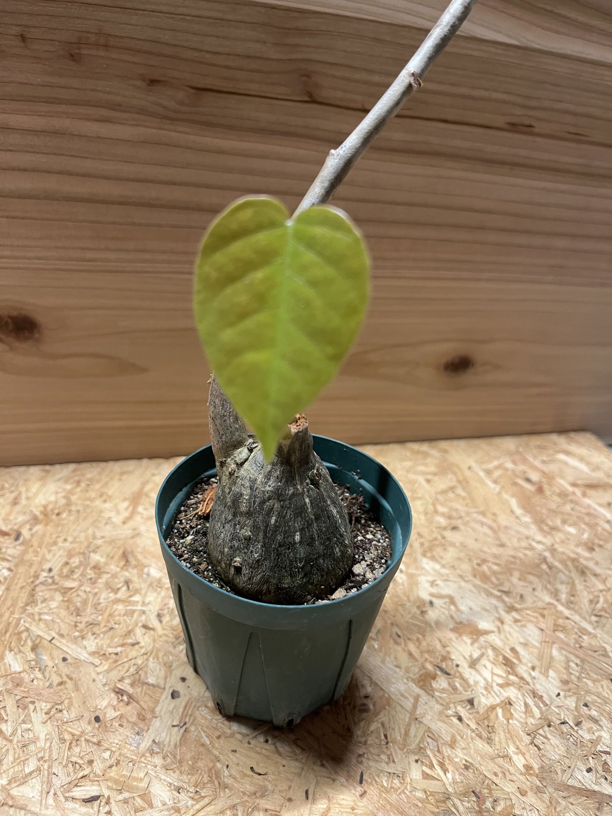 プセウドボンバックス エリプティクム | GREEN LUCK 