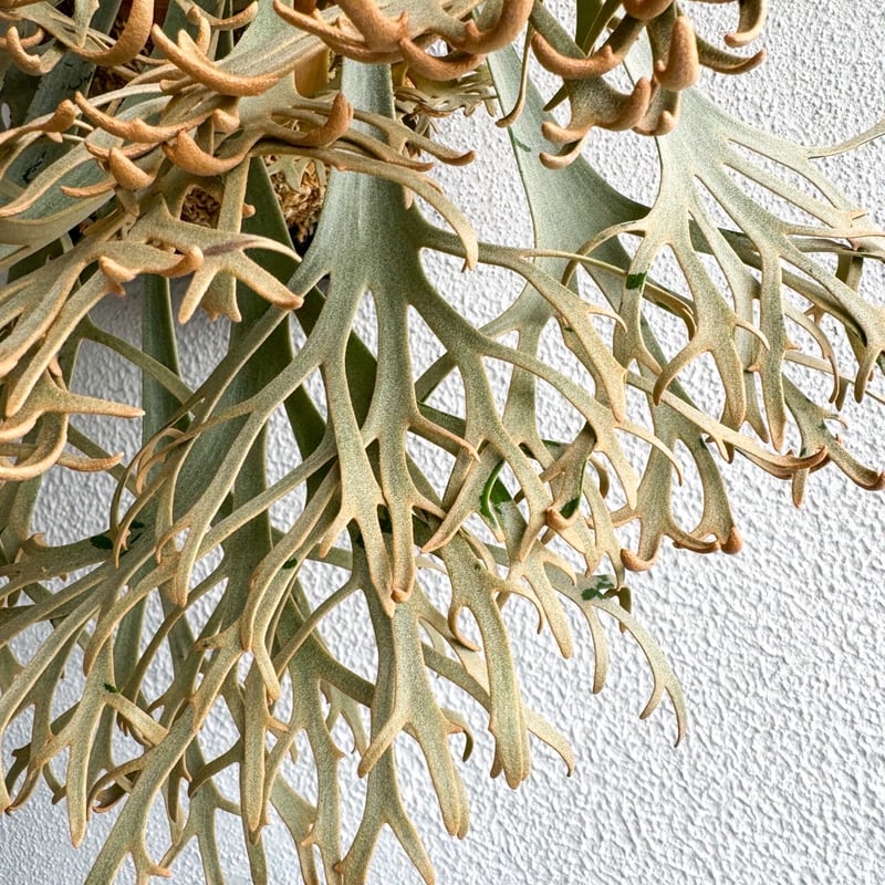 ビカクシダ P.willinckii Kaguya sporeling ビカクシダ willinckii kaguya sporeling 🌙 P. willinckii 'Kaguya