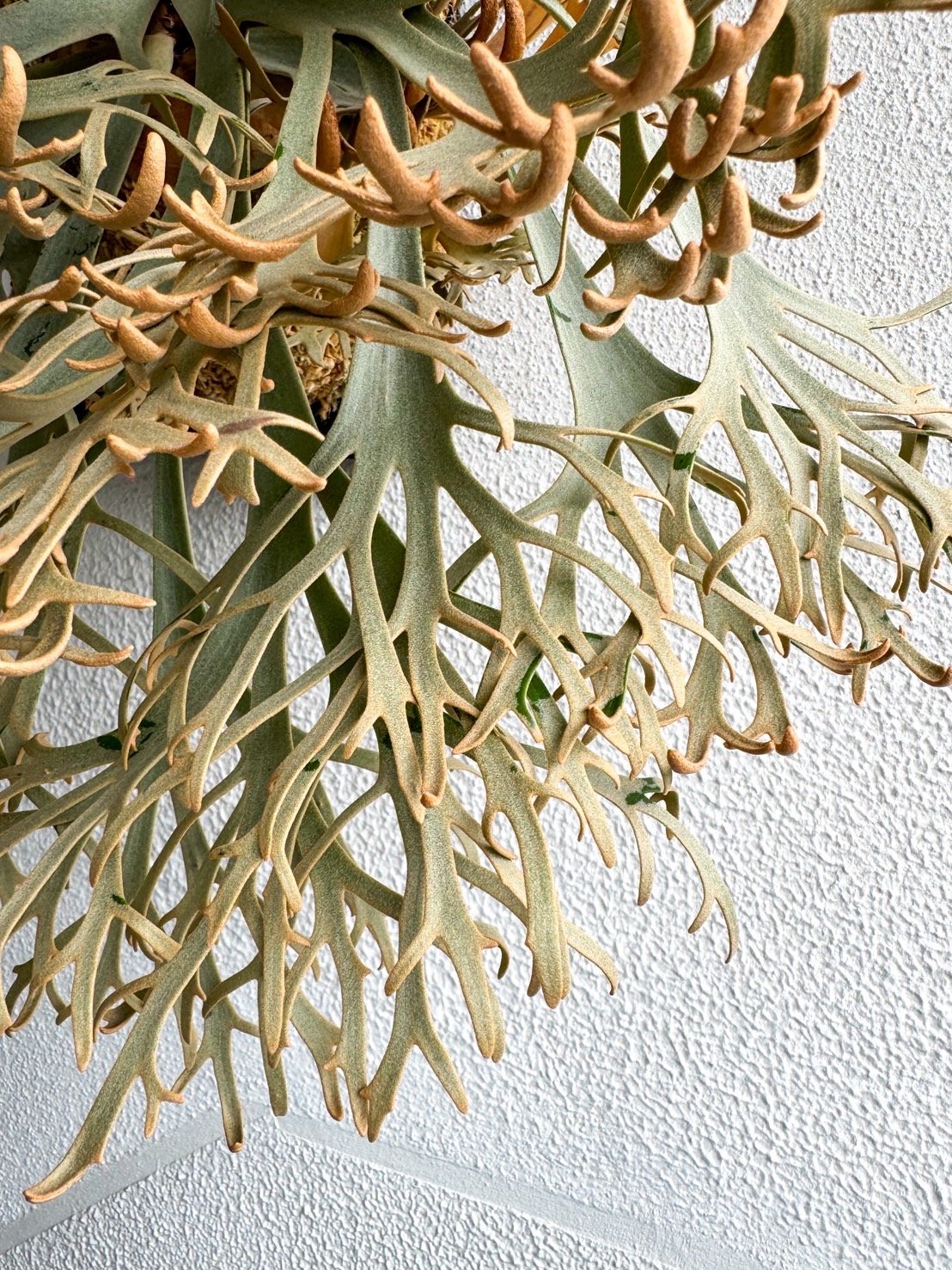 ビカクシダ ウィリンキー 'カグヤ' スポア | GREEN LUCK