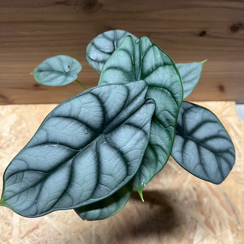 アロカシア シルバードラゴン | GREEN LUCK