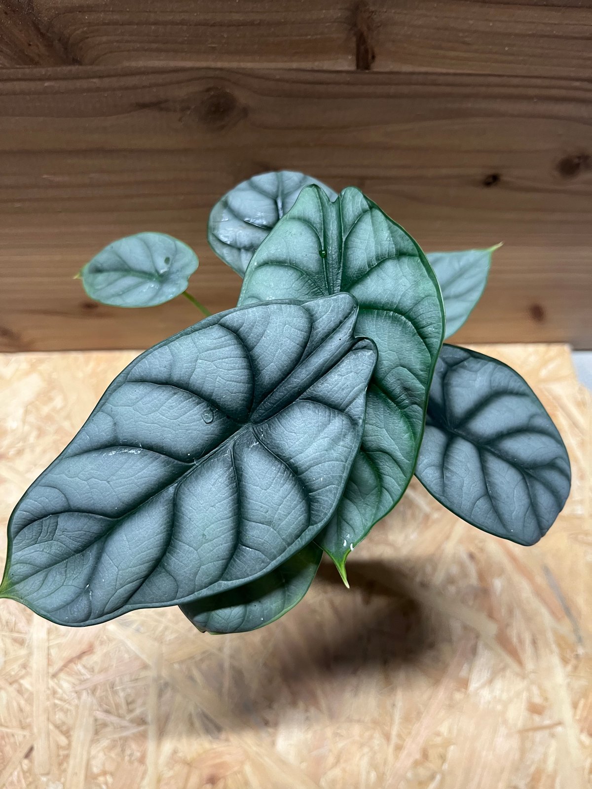 アロカシア シルバードラゴン | GREEN LUCK