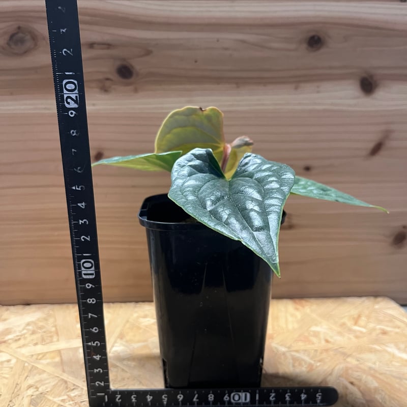 アンスリウム ルクスリアンス① 現品お届け】アンスリウム ルクスリアンス Anthurium luxrians 4