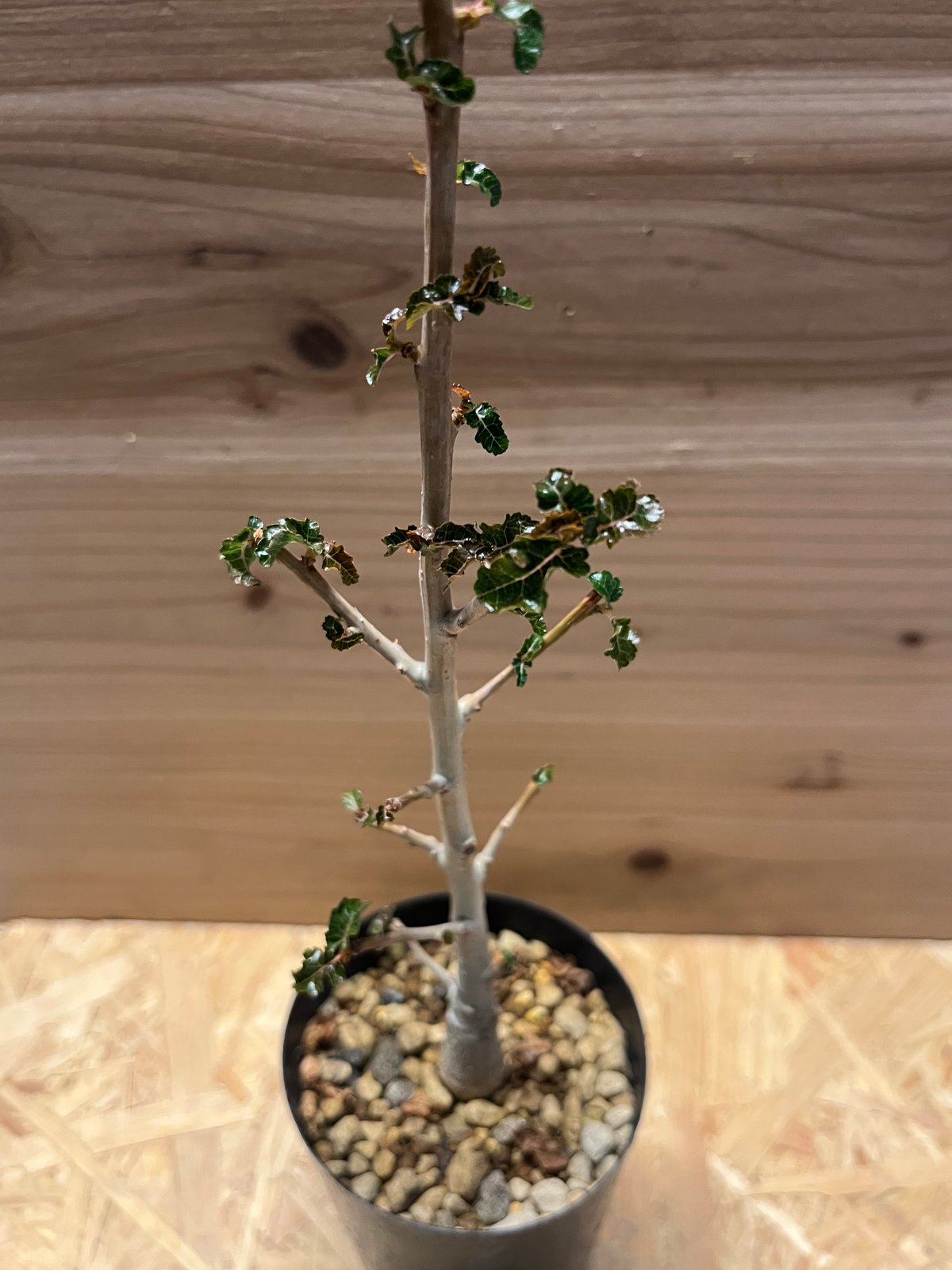 ボスウェリア ナナ | GREEN LUCK