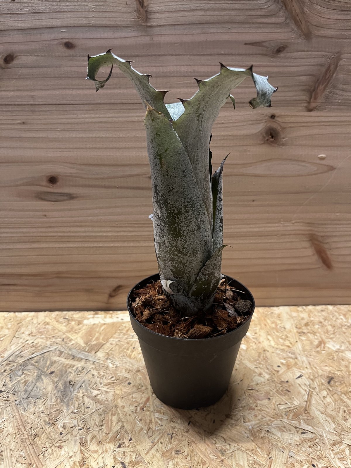 ホヘンベルギア sp.357 | GREEN LUCK