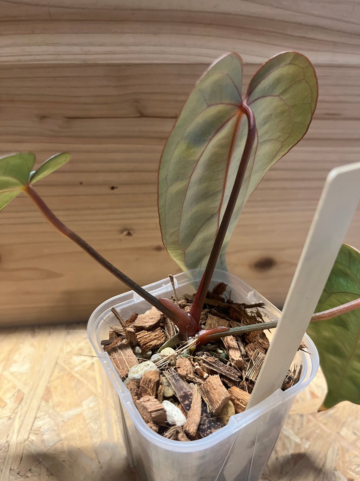 アンスリウム カーラブラッキー×アントラキー×エースオブスペード