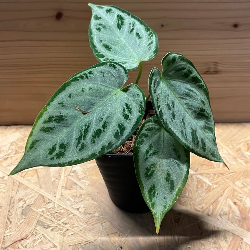 その他観葉植物 Anthurium luxurians silver green Anthurium Luxurians - Centrum Ogrodnicze Silesia