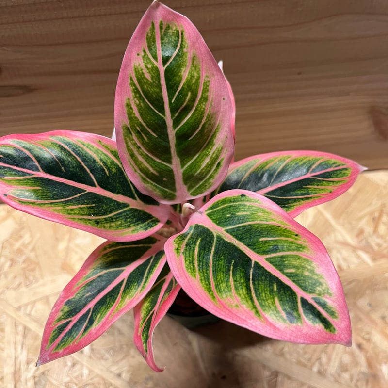 アグラオネマ ロータスデライト | GREEN LUCK