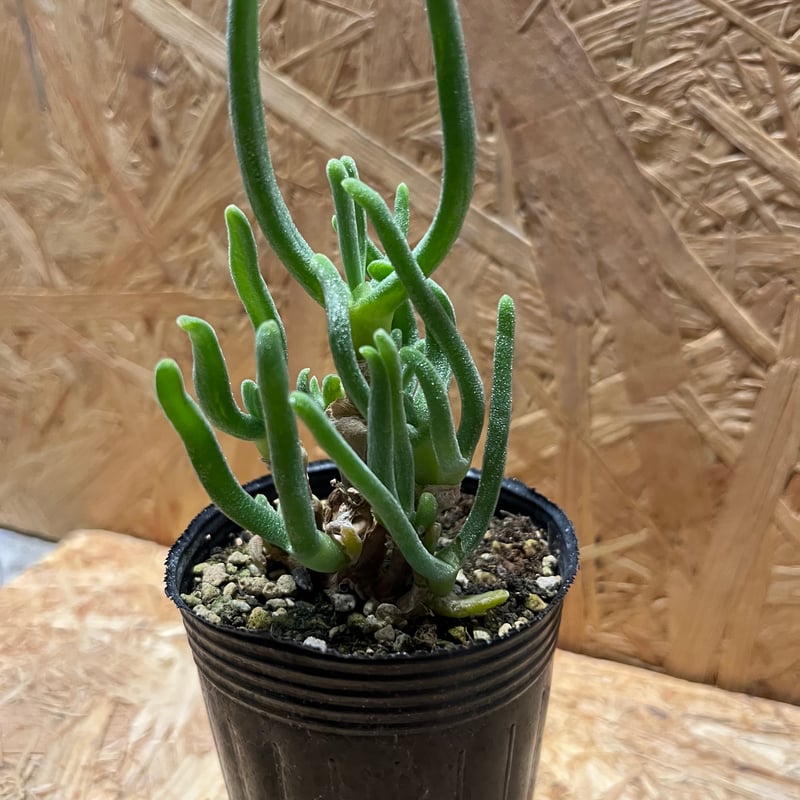 モニラリア モニリフォルミス | GREEN LUCK