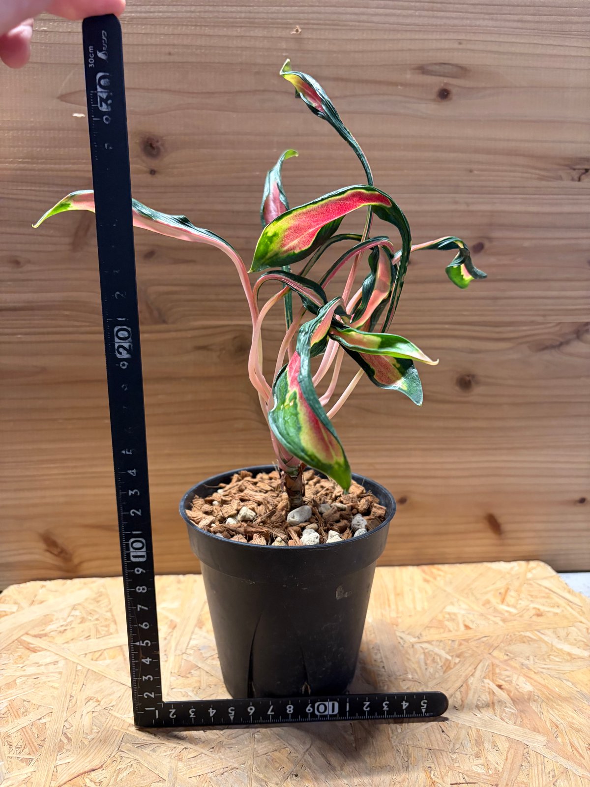 その他観葉植物 Aglaonema Medusa アグラオネマ 'メデューサ' | GREEN LUCK