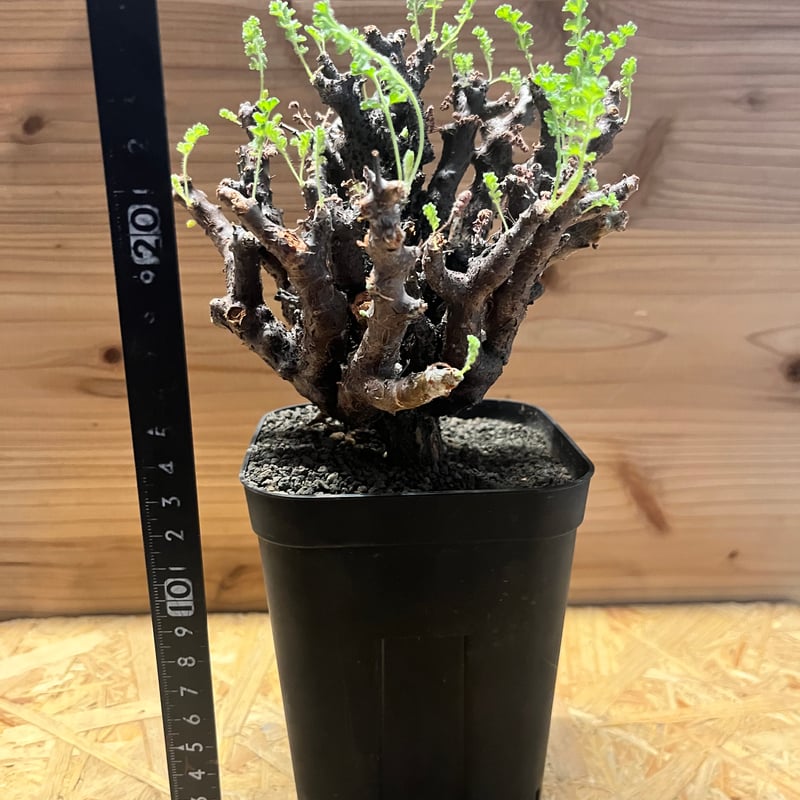 ペラルゴニウム アルテルナンス | GREEN LUCK