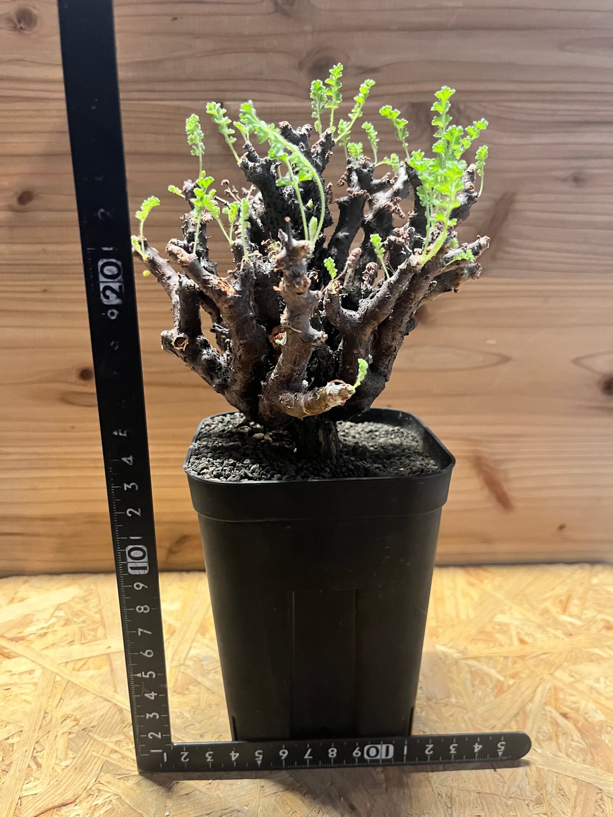 ペラルゴニウム アルテルナンス | GREEN LUCK