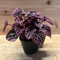 ビカクシダ ヒリー×ビフルカツム | GREEN LUCK