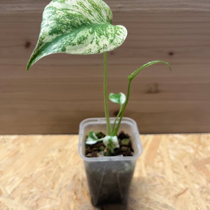 モンステラ デリシオーサ ミント | GREEN LUCK