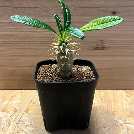 パキポディウム　アンボンゲンセ isla del pescado - Pachypodium ambongense-パキポディウム