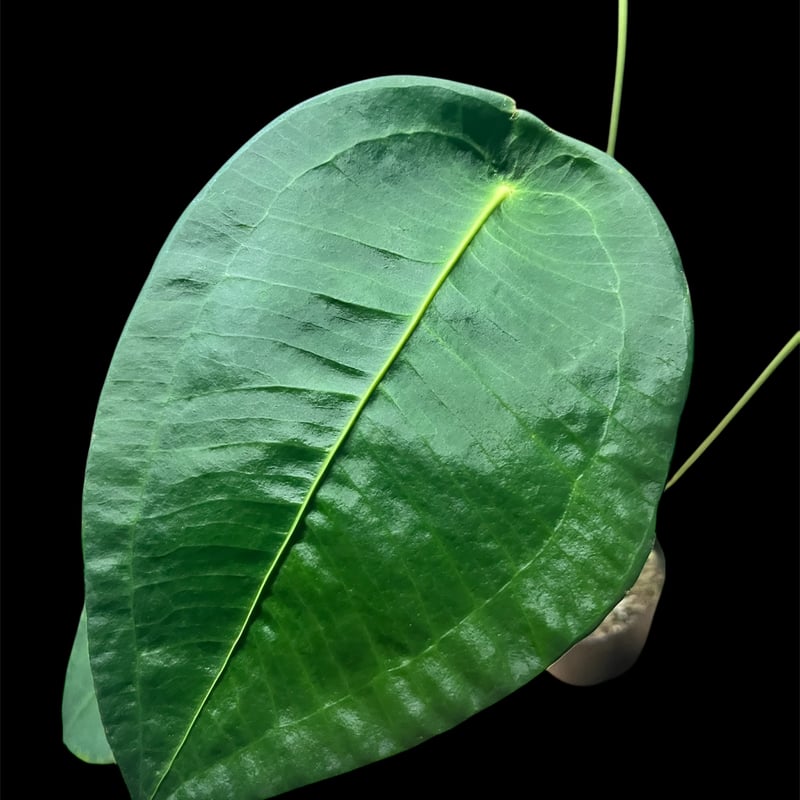 アンスリウム ペルティゲラム | GREEN LUCK