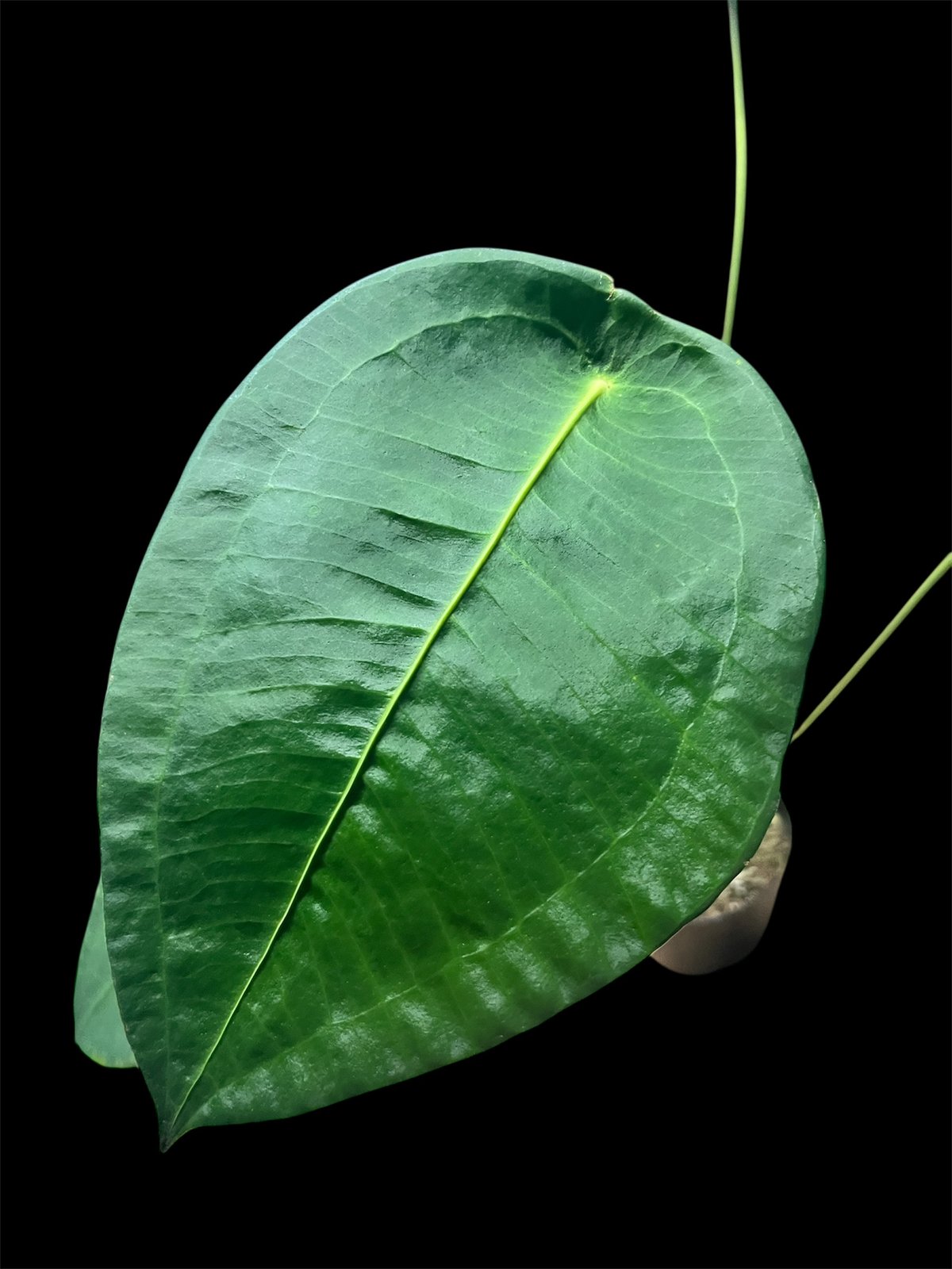 アンスリウム ペルティゲラム | GREEN LUCK