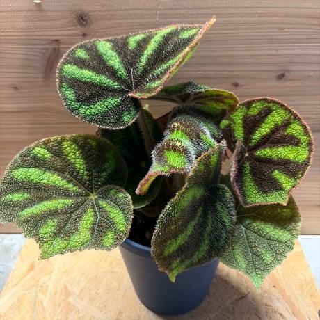 ベゴニア | STORES