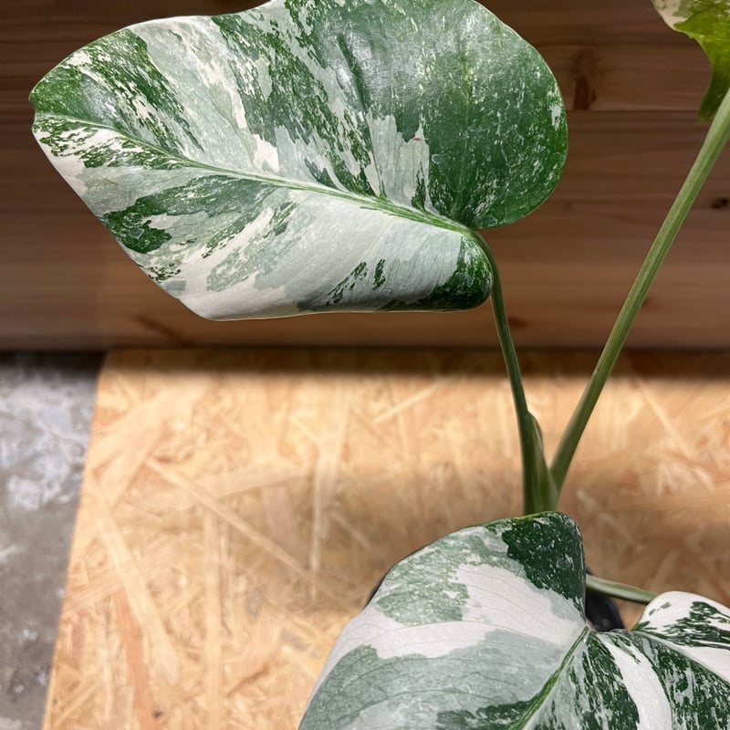 斑入りモンステラ ボルシギアナ バリエガータ 極斑タイプ | GREEN LUCK