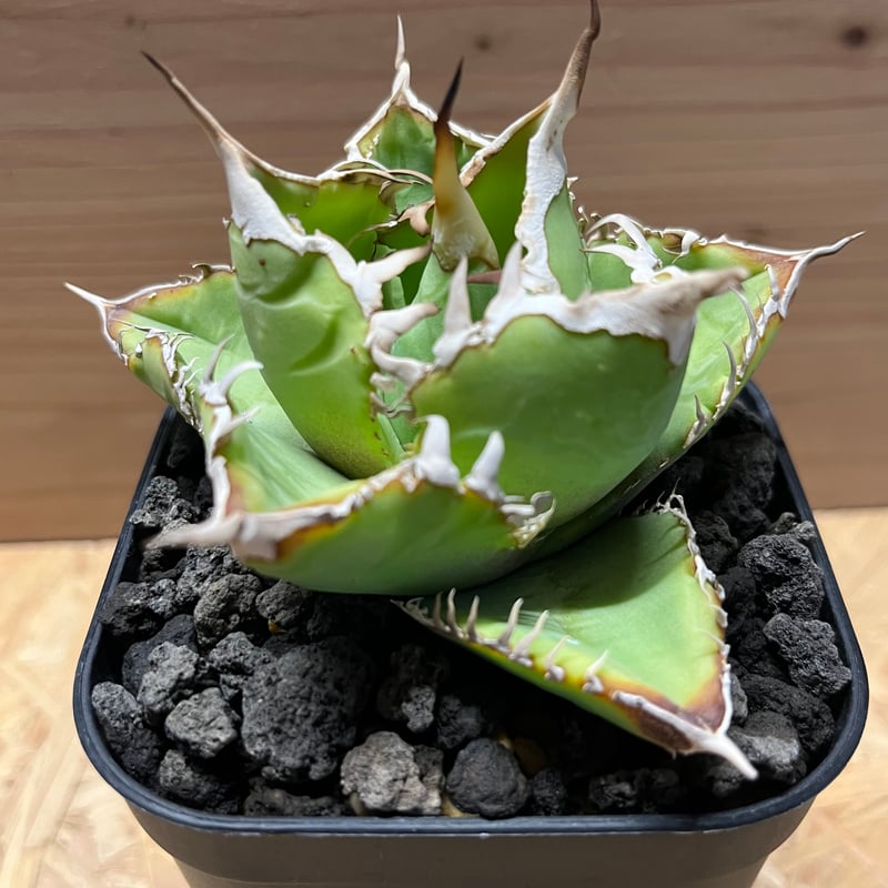 アガベ チタノタ イタリア 'NO NAME' | GREEN LUCK