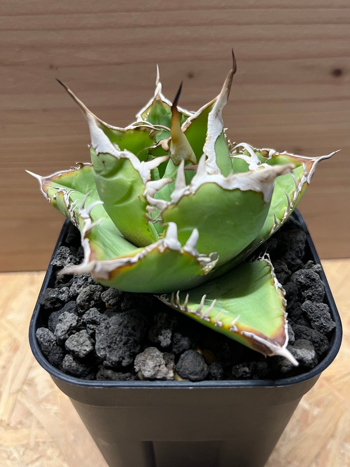 アガベ チタノタ イタリア 'NO NAME' | GREEN LUCK