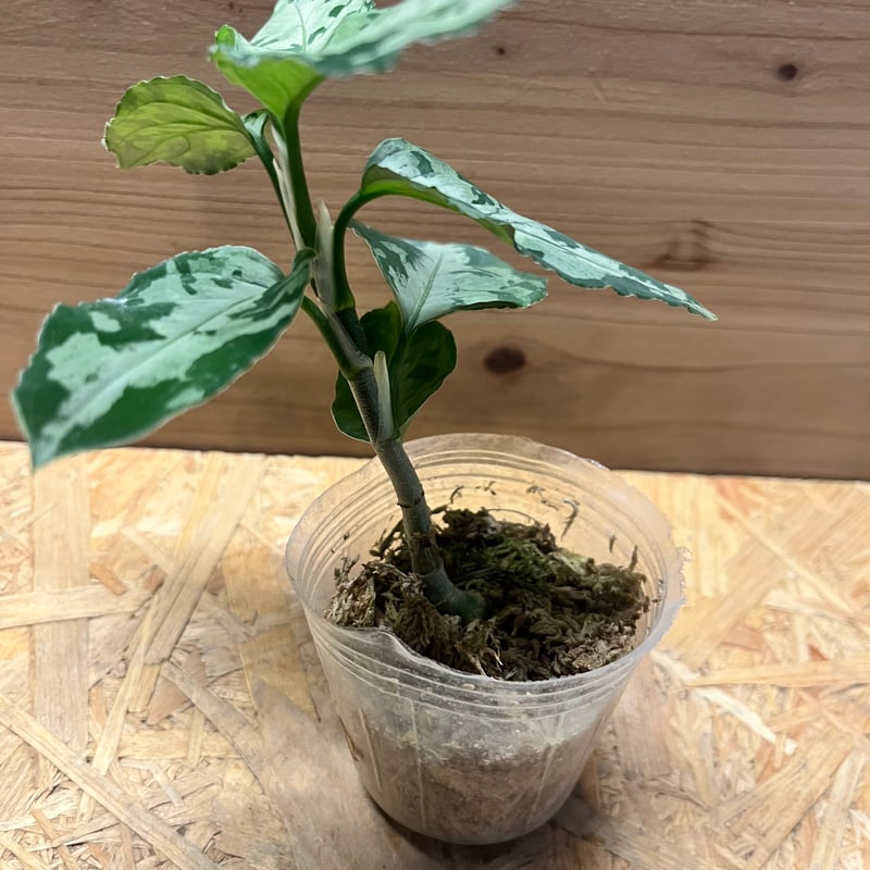 アグラオネマ ピクタム トリカラー 'ブラック' | GREEN LUCK