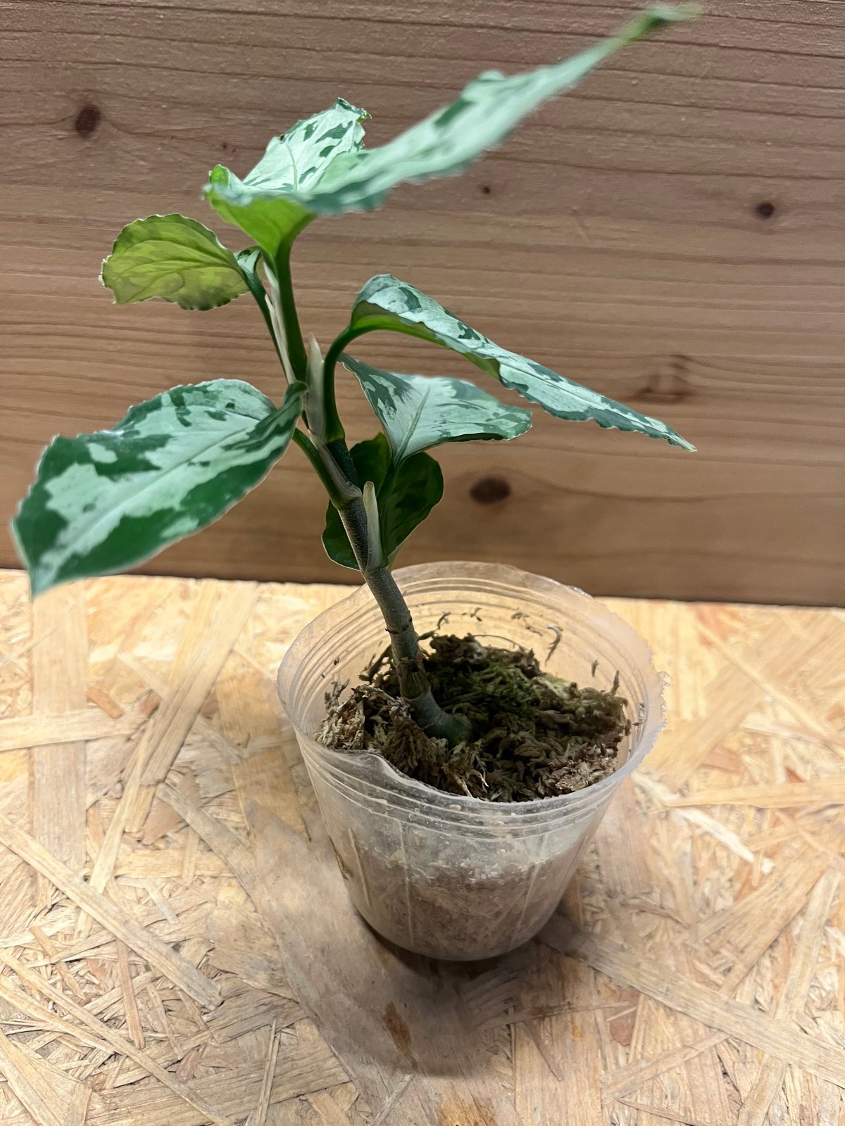 アグラオネマ ピクタム トリカラー 'ブラック' | GREEN LUCK