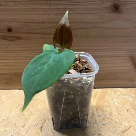 アンスリウム | STORES