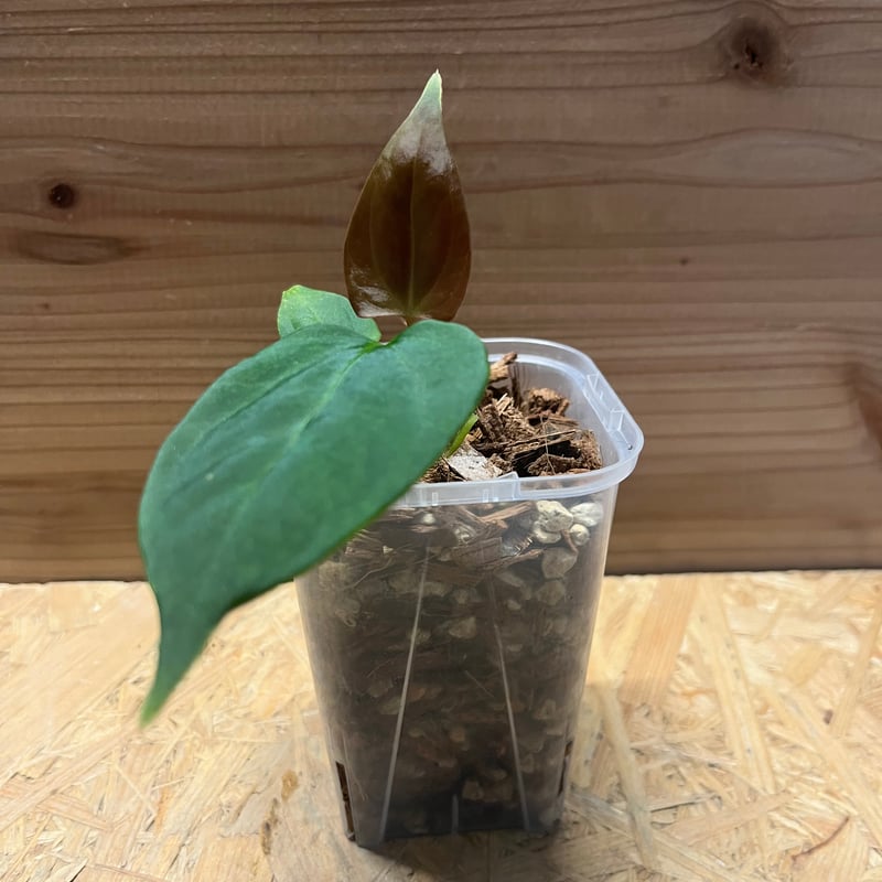 アンスリウム ポーティラエ NSE | GREEN LUCK