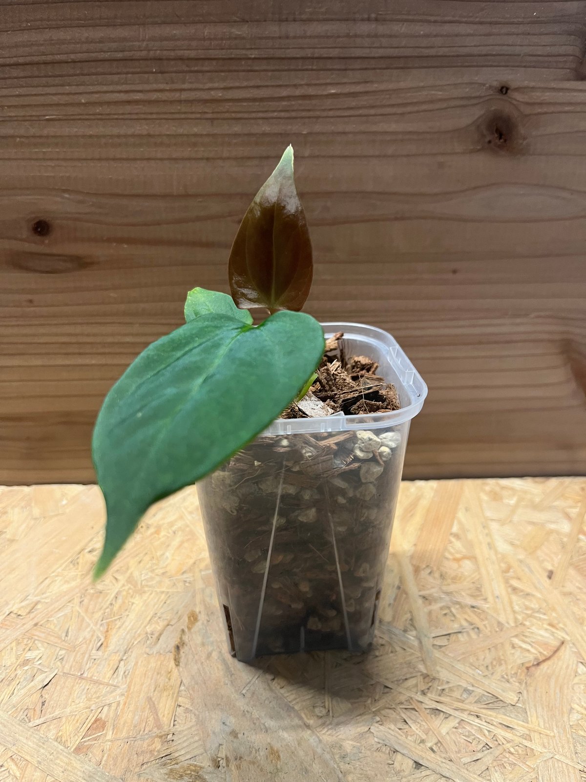 アンスリウム ポーティラエ NSE | GREEN LUCK